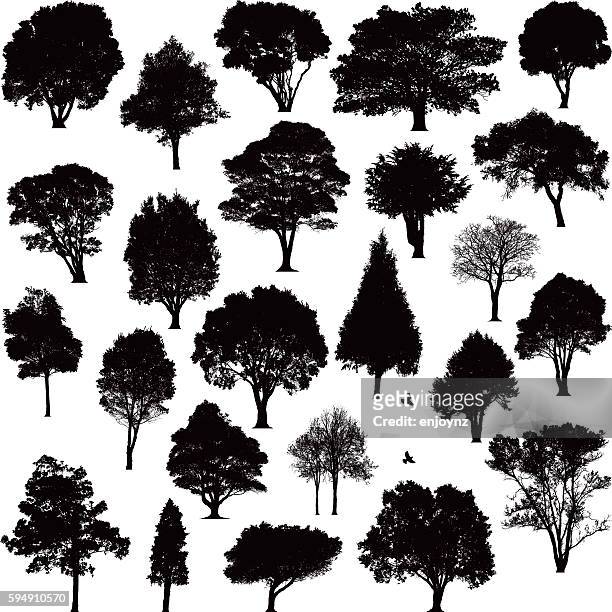 ilustraciones, imágenes clip art, dibujos animados e iconos de stock de siluetas detalladas de los árboles - deciduous tree