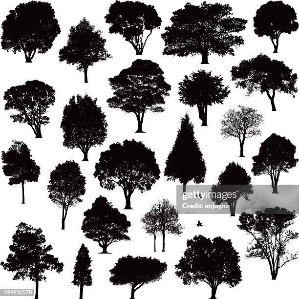 stockillustraties, clipart, cartoons en iconen met detailed tree silhouettes - silhouet