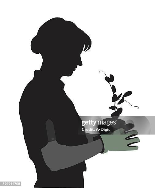 pea plants growing in the spring - older woman stock illustrations