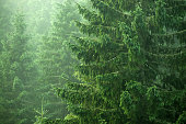 spruce, fir, trees