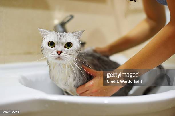 777 Wet Kitty Photos and Premium High Res Pictures - Getty Images