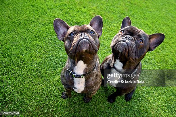 two french bulldogs, wide angle - buldogue francês imagens e fotografias de stock