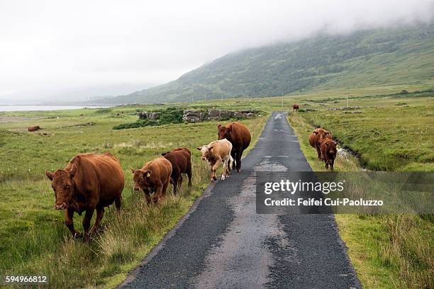 cows walking on the country road near knock at isle of lewis in scotland - day lewis imagens e fotografias de stock