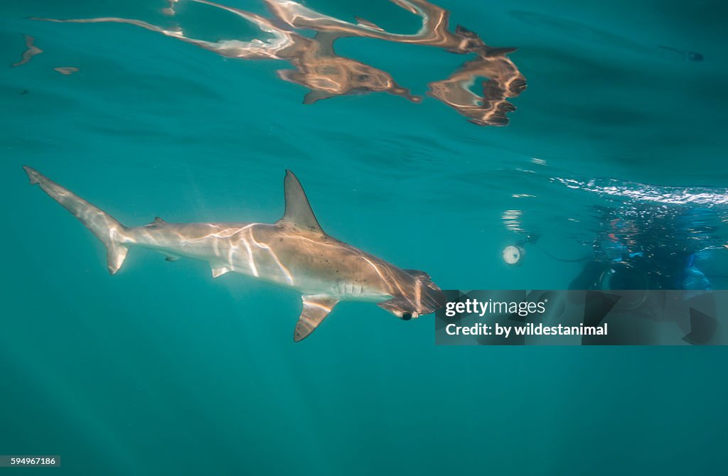Smooth Hammerhead Shark