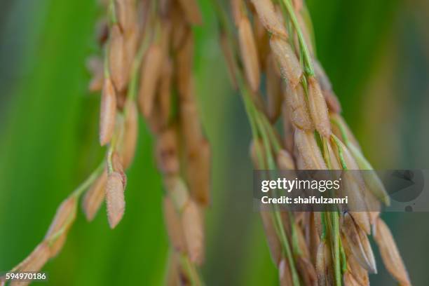 Stalks From Rice 458 Rice Stalk China Stock Photos, High-Res Pictures, and Images ...