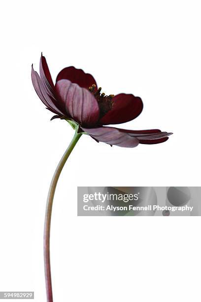 chocolate cosmos flower - cosmos flower stock pictures, royalty-free photos & images