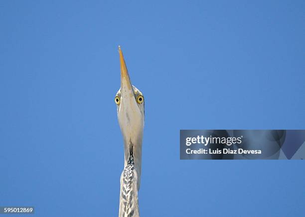 great heron eyes - gray heron stock pictures, royalty-free photos & images
