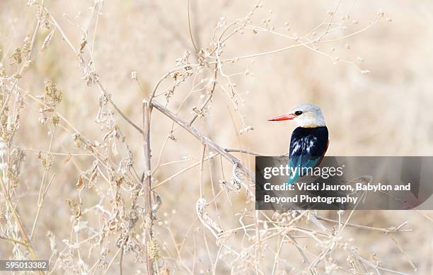 gray hooded kingfisher profile in tanzania, africa - gray headed kingfisher stock-fotos und bilder