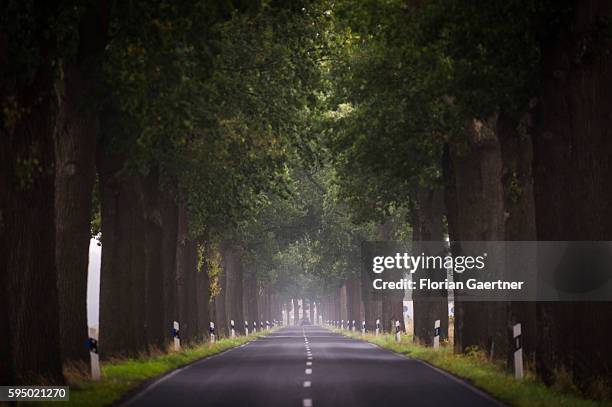 Car drives through an avenue on August 23, 2016 in Klessen, Germany.