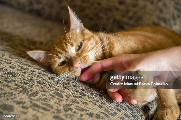 kitten playing to bite a hand - morder imagens e fotografias de stock