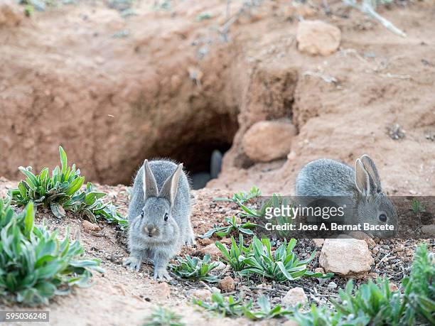 young rabbits looking for food near its burrow ( species oryctolagus cuniculus.) - rabbit burrow stock-fotos und bilder