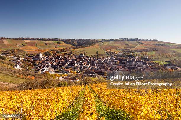 autumn color in the vineyards of irancy. - irancy photos et images de collection