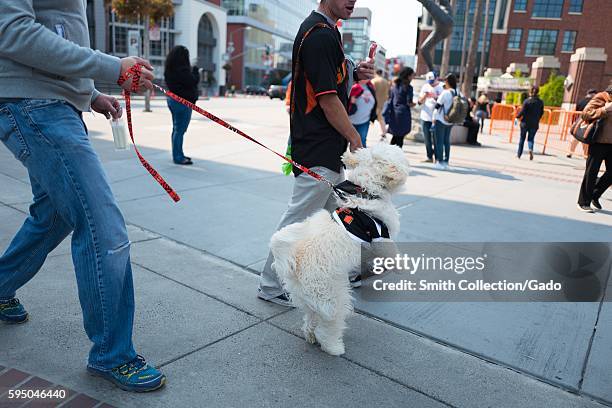 Man walks his dog, which wears a Giants jersey and jumps excitedly, towards O'Doul Gate before the Dog Days of Summer promotional baseball game, a...