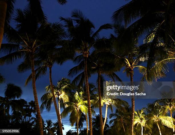 illuminated palm trees on the dark sky, lowdermilk beach park, naples, florida, united states - palm beach county stock-fotos und bilder