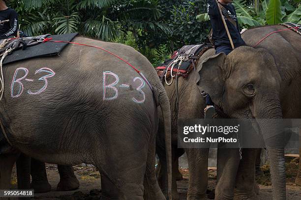 Elephant enjoy a break before starting the polo match during the 2016 King's Cup Elephant Polo at Anantara Chaopraya Resort in Bangkok, Thailand on...