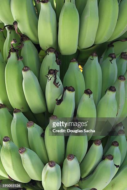 close-up of unripe bananas (musa acuminata) - unripe stock pictures, royalty-free photos & images