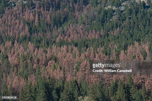 Dead and dying lodgepole pine trees killed by mountain pine beetles in the Helena National Forest, Montana. Scientists have attributed the current...