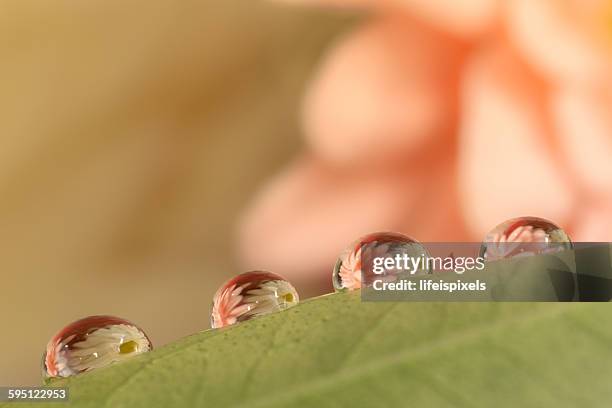 gergebra daisy flowers in water drops - lifeispixels stock pictures, royalty-free photos & images