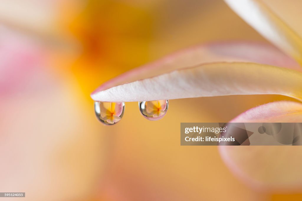 Reflection of frangipani in water drops