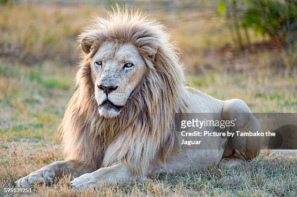 4,444 White Lion Photos and Premium High Res Pictures - Getty Images
