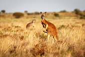 Red Kangaroo in grasslands in the Australian Outback
