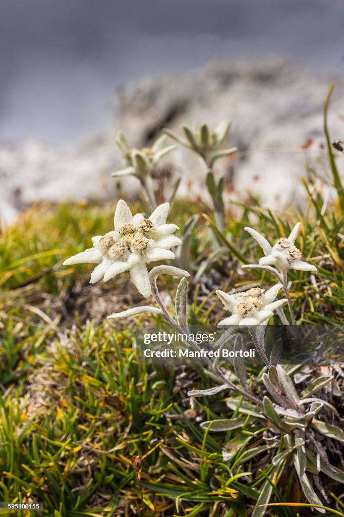 Edelweiss flowers in Dolomites mountains