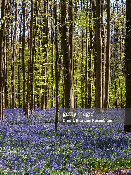hallerbos bluebell forest - bluebell wood foto e immagini stock