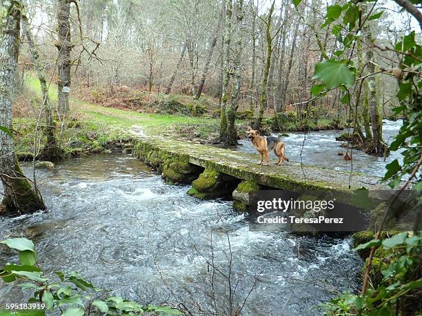 stone bridge and german shepherd - ourense 個照片及圖片檔