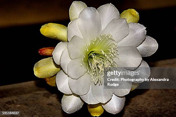 epiphyllum - epidendrum stock pictures, royalty-free photos & images