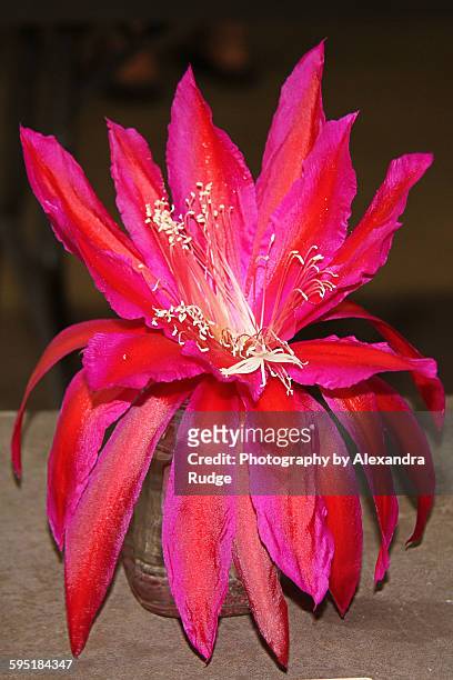 epiphyllum - epidendrum stock pictures, royalty-free photos & images