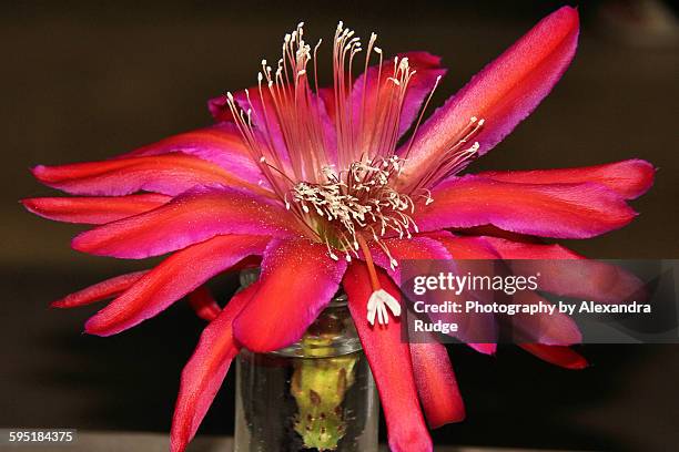 epiphyllum - epidendrum stock pictures, royalty-free photos & images