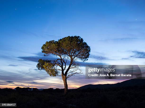 tree in the mountain with crepuscular light - marsh mallow plant stock pictures, royalty-free photos & images