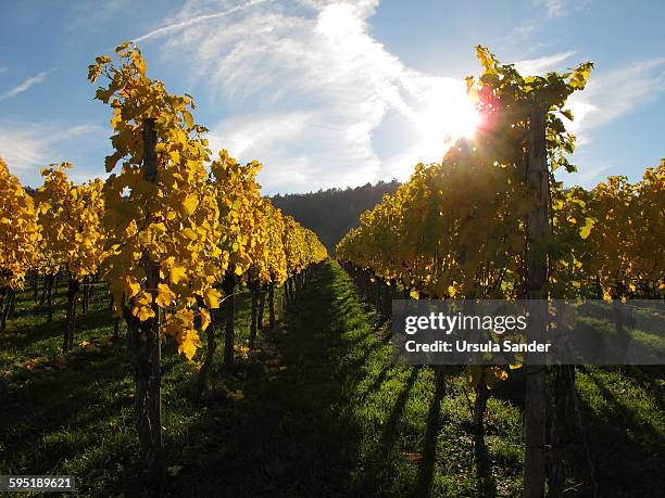 vineyard in golden color - fellbach bildbanksfoton och bilder