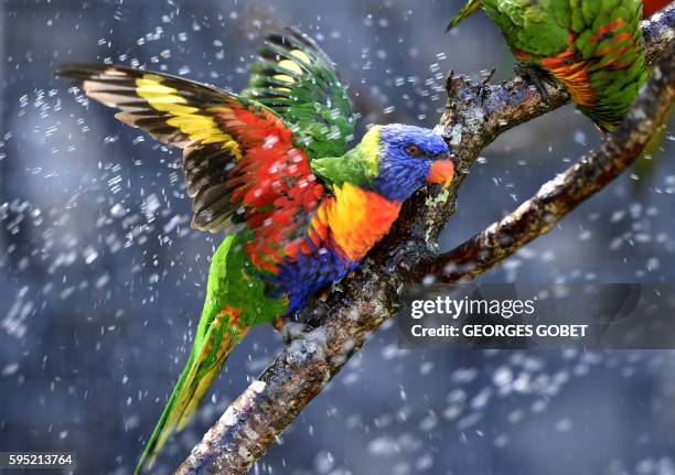 Australian rainbow lorikeets , cool off in a sprinkler on August 25 at the zoo of Pessac near Bordeaux, as temperatures soar across the country.