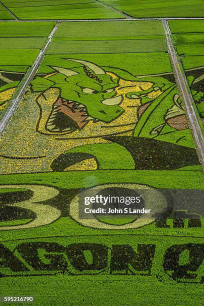 Gyoda is a mostly flat city full of rice paddies. One of these paddies has been turned into a giant artistic canvas. Different strains of rice, which...