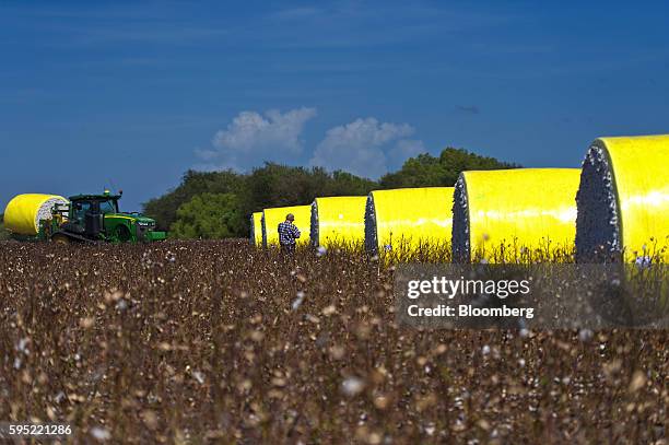 Cotton cotton modules sit in front of a John Deere & Co. Tractor carrying a cotton module ready for transport to the gin at Legacy Farms in the...