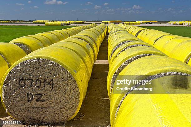 Cotton modules sit before processing at the Gulf Coast Cooperative gin in the Nueces County of Bishop, Texas, U.S., on Wednesday, Aug. 24, 2016. The...