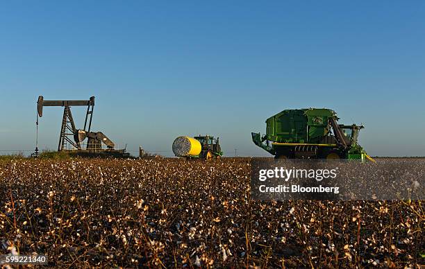 John Deere & Co. Cotton picker harvest crops while a tractor carries a module at Legacy Farms in the Nueces County of Chapman Ranch, Texas, U.S., on...