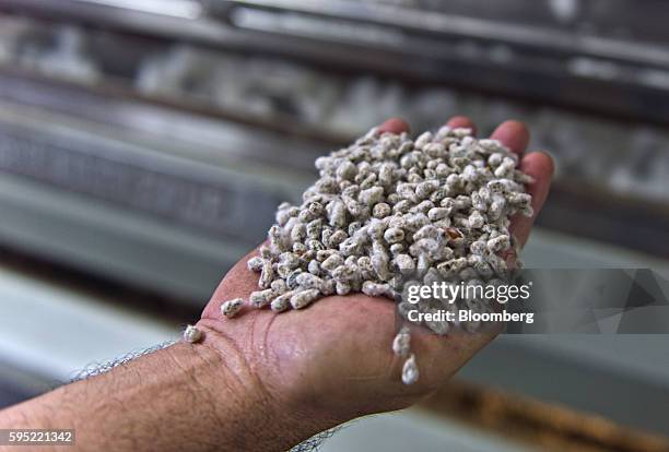 Worker displays cotton seeds for a photograph at the Gulf Coast Cooperative gin in the Nueces County of Bishop, Texas, U.S., on Wednesday, Aug. 24,...