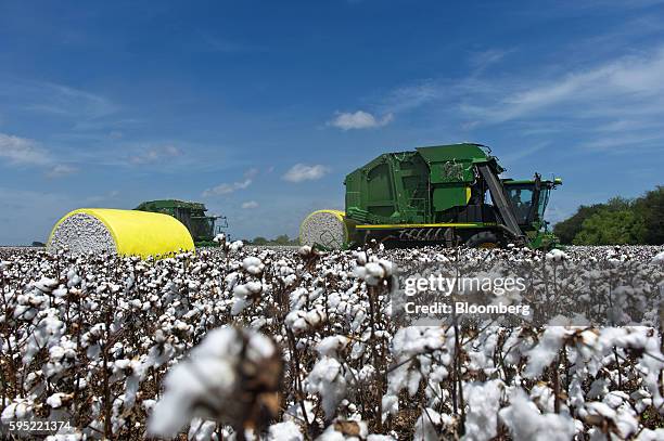 John Deere & Co. Tractor carries a finished cotton module while another machine continues to harvest cotton crops at Legacy Farms in the Nueces...