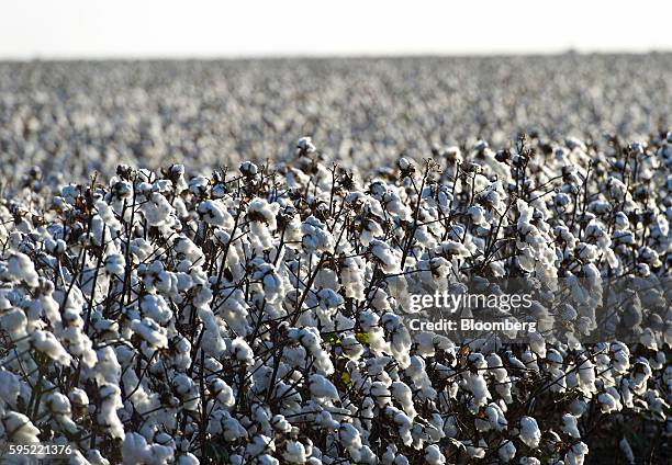 Cotton crops stand at Legacy Farms in the Nueces County of Chapman Ranch, Texas, U.S., on Tuesday, Aug. 23, 2016. The United States Department of...