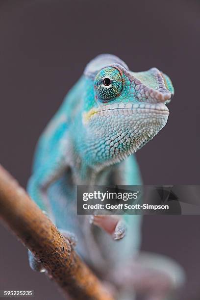 panther chameleon (nosy be), furcifer pardalis - kameleon stockfoto's en -beelden