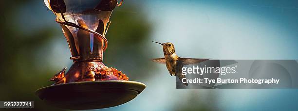 hummingbird - sony centre stock pictures, royalty-free photos & images