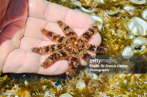human hand holding a 'blue spiny starfish' - tube feet stock pictures, royalty-free photos & images