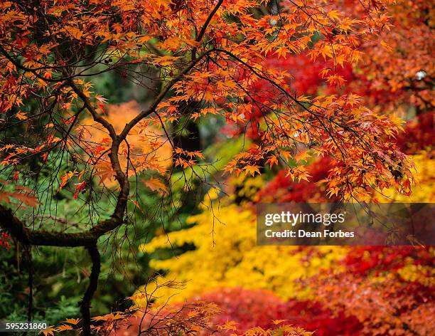 maple delights - washington park arboretum foto e immagini stock