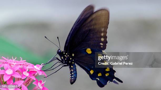 a pipeline swallowtail butterfly - pipevine swallowtail butterfly stock pictures, royalty-free photos & images