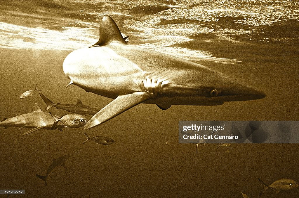 Sepia Lemon Sharks