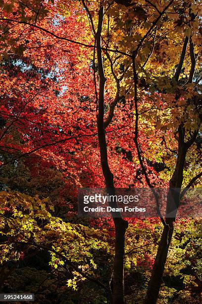 autumn afternoon - washington park arboretum foto e immagini stock