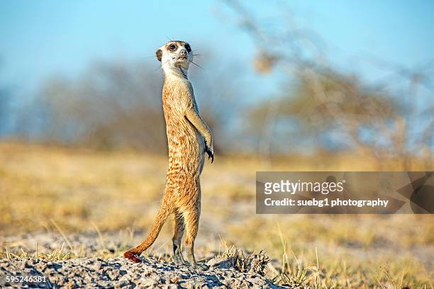 lone meerkat on the kalahari - suricate photos et images de collection