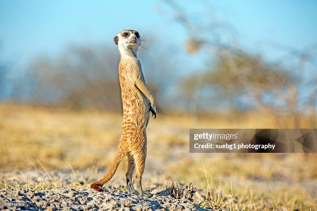 Lone meerkat on the Kalahari